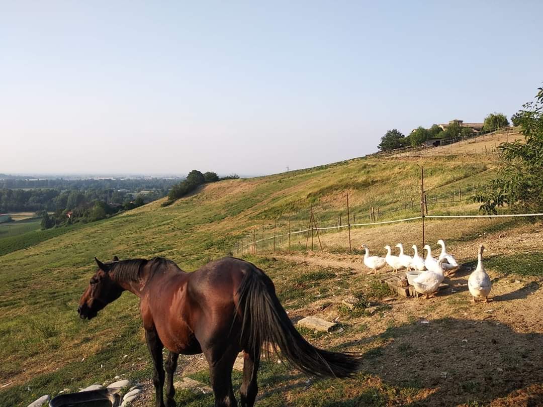 Tenuta I Musi Lunghi - Cavallo e oche liberi