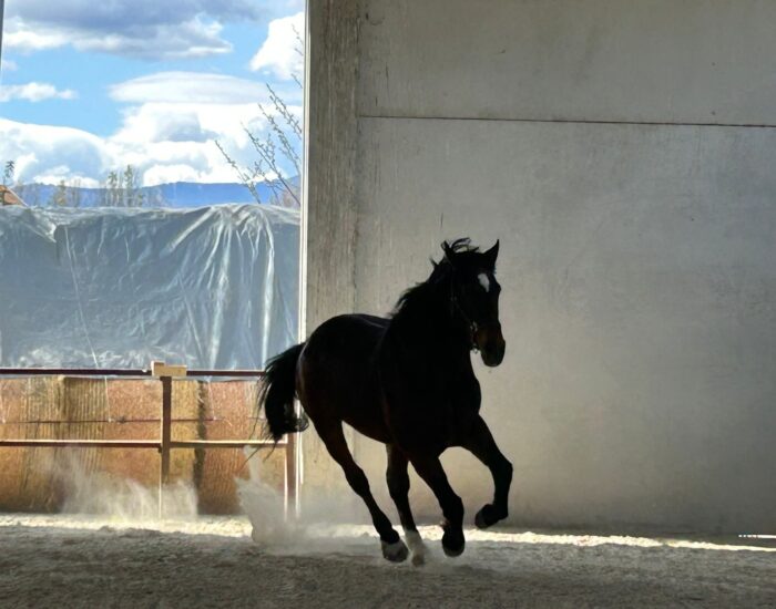 Cavallo al galoppo