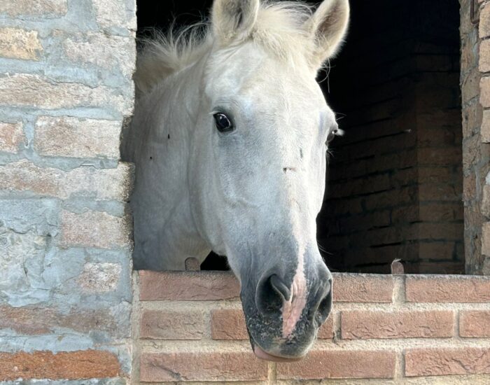 Cavallo bianco alla finestra