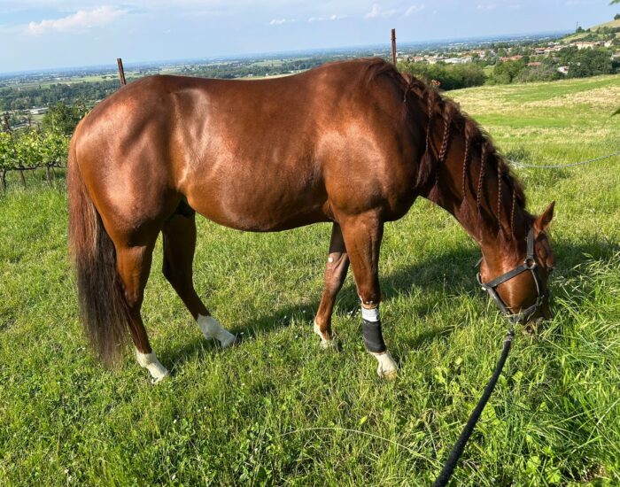 Cavallo che pascola