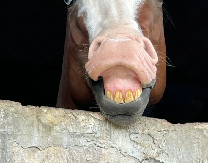 Cavallo che ride