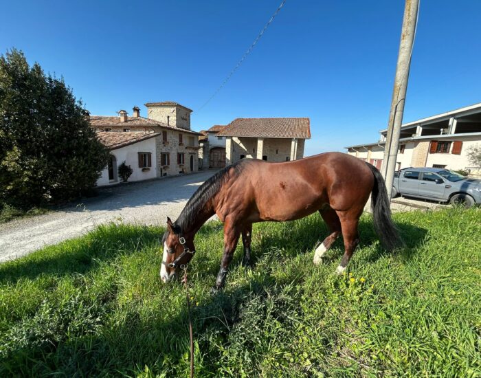 Cavallo davanti alla casa