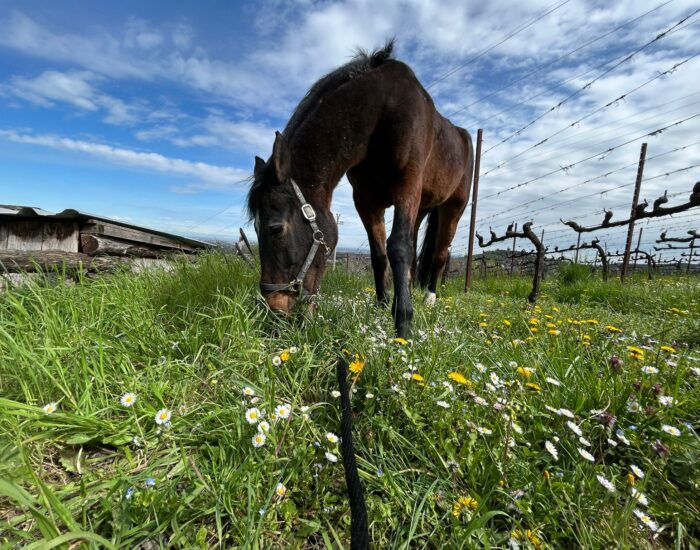 Cavallo e fiori