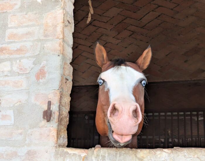 Cavallo occhi azzurri