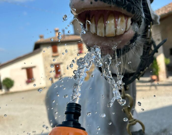 Cavallo sorride con borraccia acqua