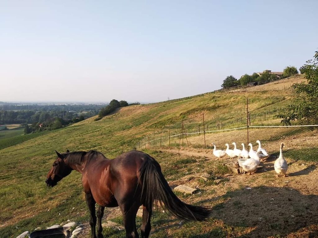 Tenuta I Musi Lunghi - Cavallo e oche liberi