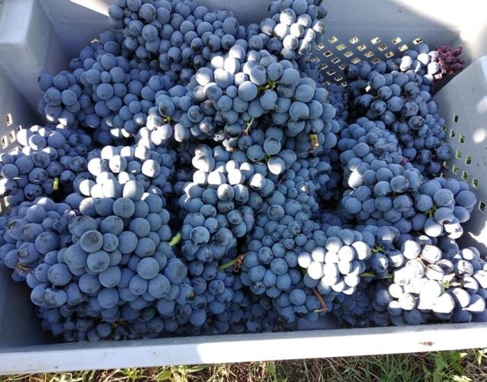 Uva della Tenuta I Musi Lunghi