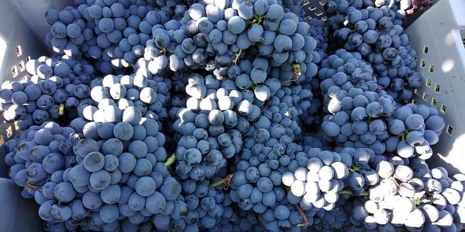 Uva della Tenuta I Musi Lunghi Uva della Tenuta I Musi Lunghi