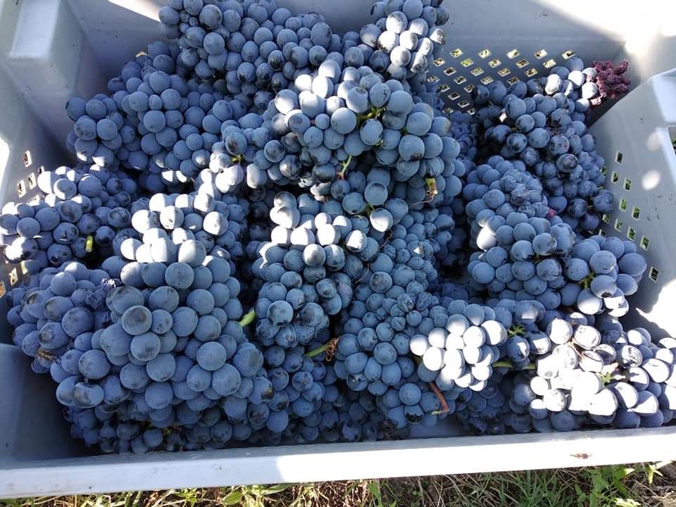 Uva della Tenuta I Musi Lunghi