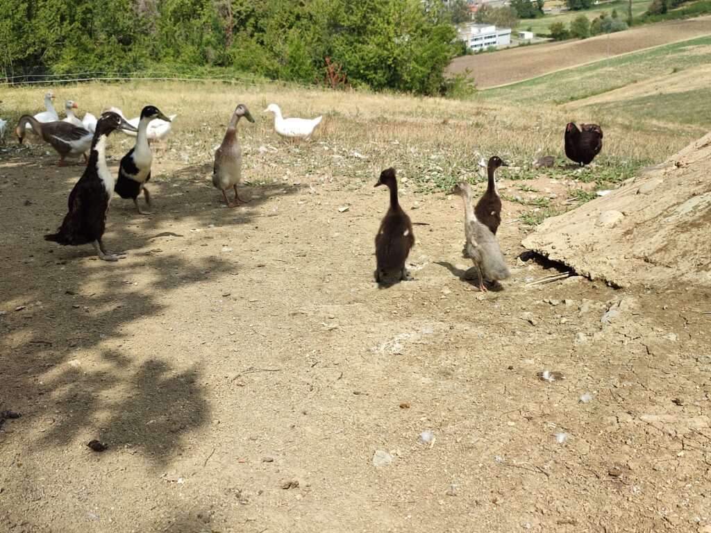 pollaio
