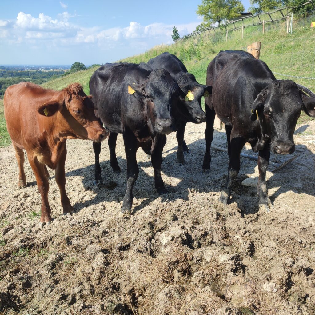 I vitelli